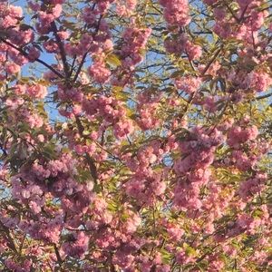 Meet your Posher, Neo